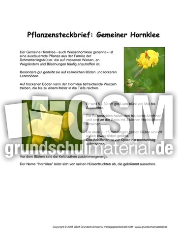 Pflanzensteckbrief-Gemeiner-Hornklee.pdf